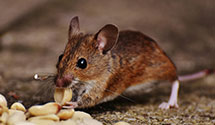 24 Hour & Emergency Exterminators in Hilton Village, WV